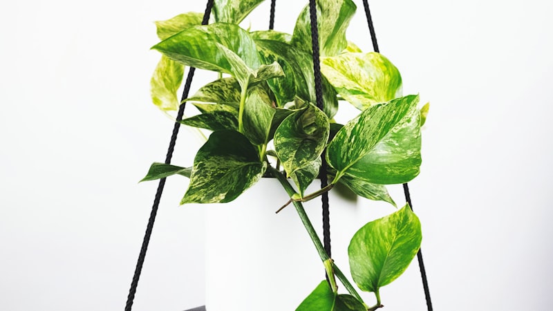 yy易游体育平台模拟直播画面显示足球比赛场景